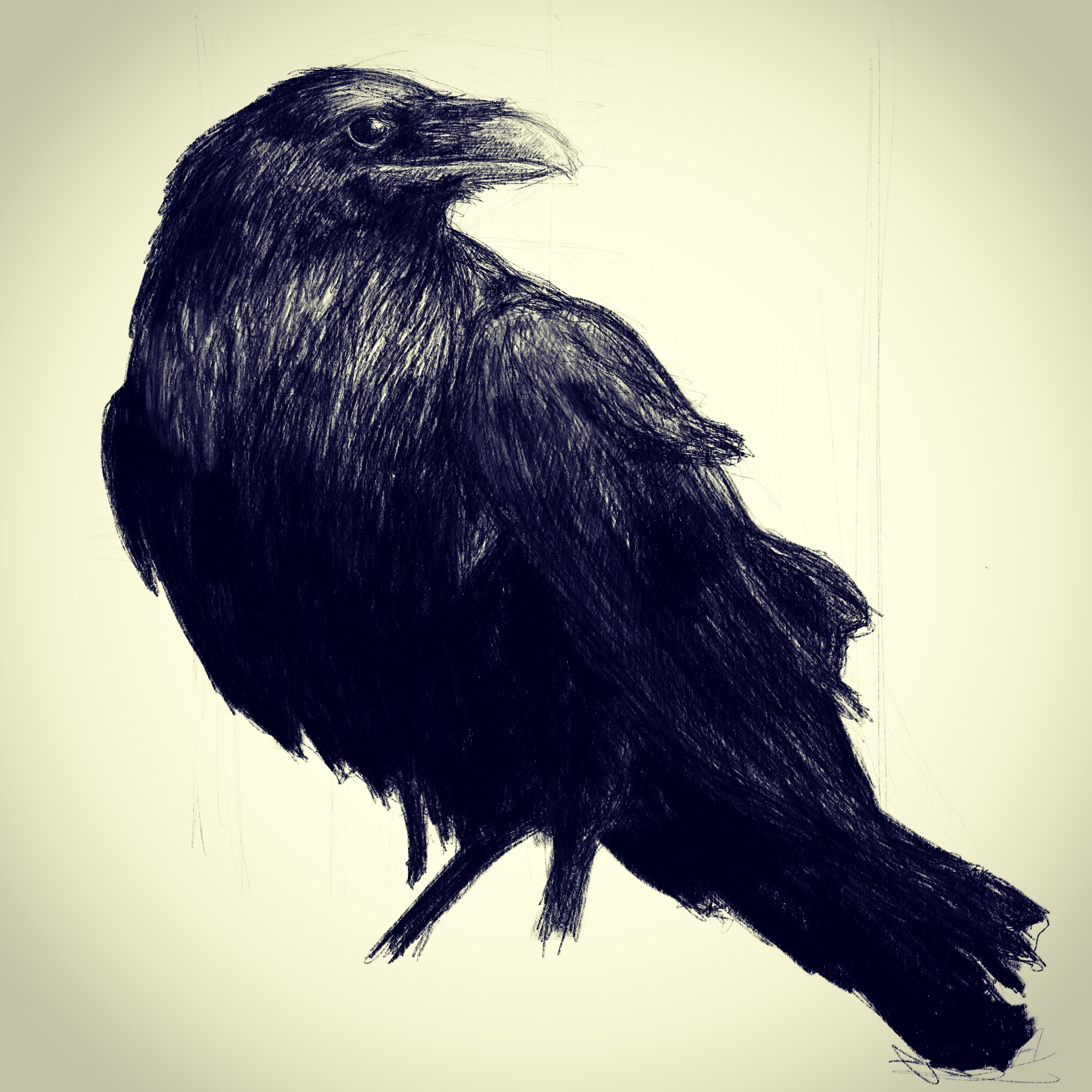 Krage_illustration og foto Hektor Stokholm